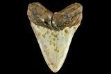 Fossil Megalodon Tooth - North Carolina #109864-2